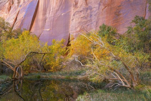 Utah, Glen Canyon NRA An oasis in Forest Cove